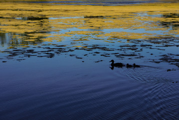 Mother duck and her ducklings on a lake