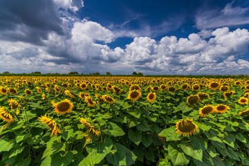 Fototapeta na wymiar Vibrant sunflower field wide angle panorama with white clouds and blue sky in summer