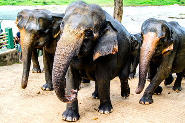 Elephants return from bathing in the Pinnawala Elephant Orphanage, Sri Lanka.