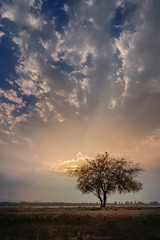 Fototapeta na wymiar big tree and sky