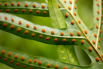 Green fern leaf texture with red dot of spore sacs overlapped by another leaf - obrazy, fototapety, plakaty
