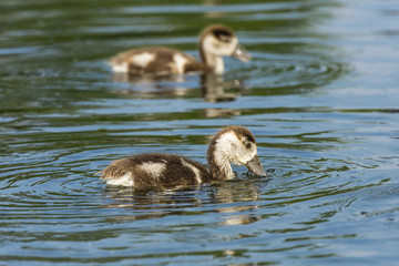 Junge Nilgänse auf dem Fluß
