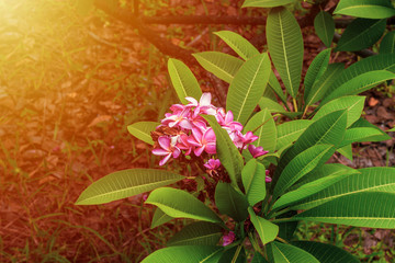 Plumeria flowers in the garden