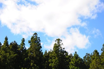  Forests and sky in Hehuan Mountain, Nantou, Taiwan