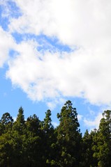  Forests and sky in Hehuan Mountain, Nantou, Taiwan