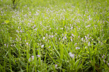 mini campo de flores