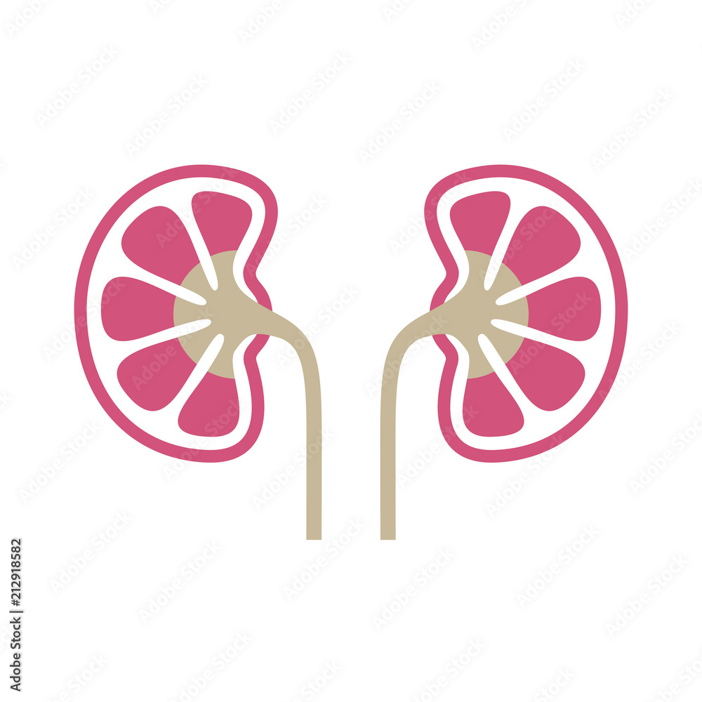 Wall mural Kidneys human organ icon. Sign human kidneys. Kidneys symbol isolated on white background. Vector illustration