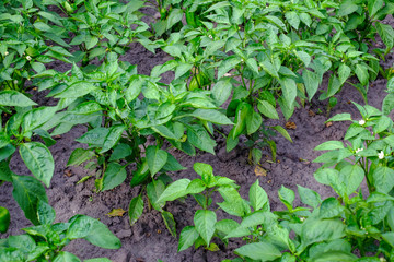 Green sweet (bell) peppers growing in a field.