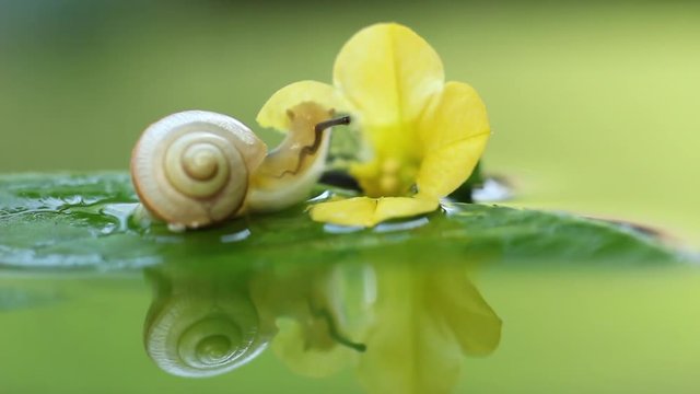 The land snail, bradybaena pellucida, retracting the eyestalk, HD, raw