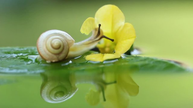 The land snail, bradybaena pellucida, eating the flower, HD, raw