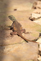 The common agama, red-headed rock agama, or rainbow agama (Agama agama) in Ghana