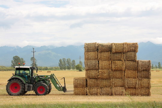 Hay tractor stacking hay bales on a big pile