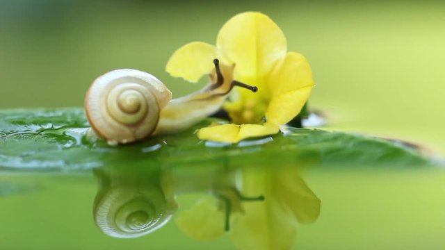Time lapse shot of the land snail, bradybaena pellucida, eating the flower, HD, raw