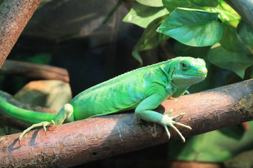 Lizard