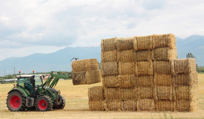 Hay tractor stacking hay bales on a big pile