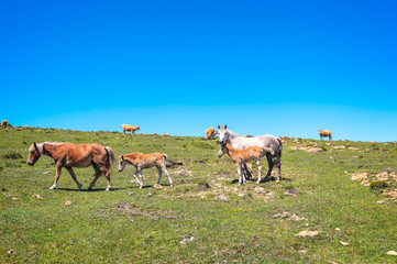 Mare with a foal grazing grass.