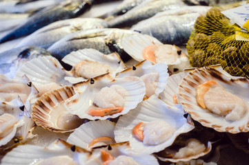 Fresh scallops on fish market, CClams, Shellfish, Jacob’s mussels