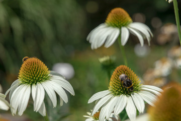 White echinacea flower on a sunny day