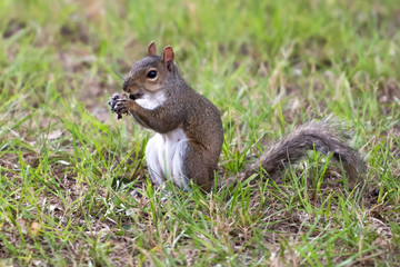squirrel eating