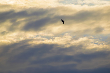 Fototapeta na wymiar bird of prey flies in the clouds