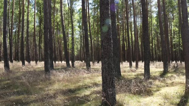 Sparse forest slider shot