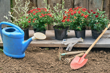 Red chrysanthemum and hakuro nishiki bushes in pots standing on wooden board ready to plant
