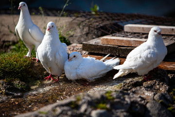 Group of white pigeon sitting on lake side