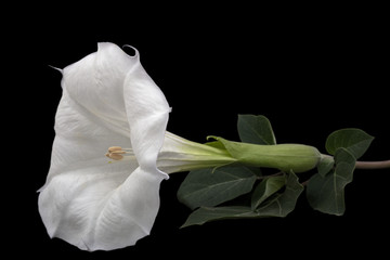 Datura flower, dope, stramonium, thorn-apple, jimsonweed, isolated on black background