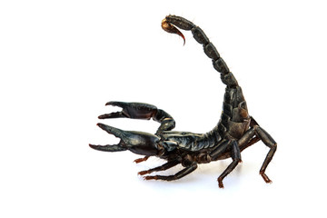 The young black scorpion isolated on white background.