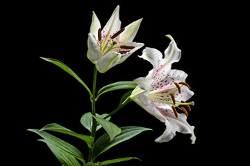 Flower of white lily, isolated on black background