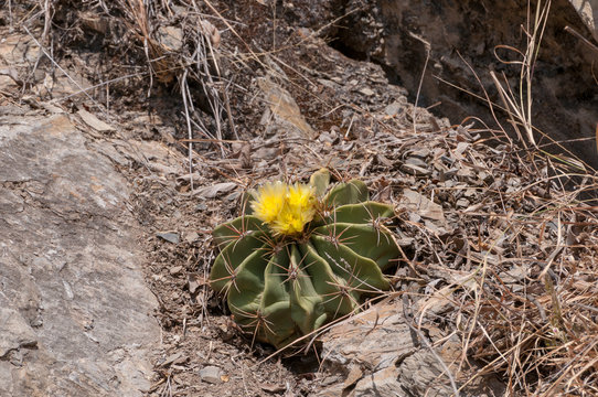 Ferocactus echidne