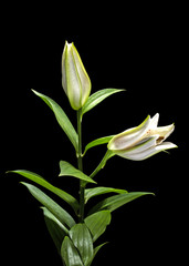 Flower of white lily, isolated on black background