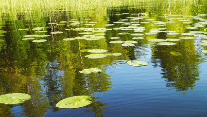 Fototapeta na wymiar Beautiful summer lake.Leaves water lilies on the water.