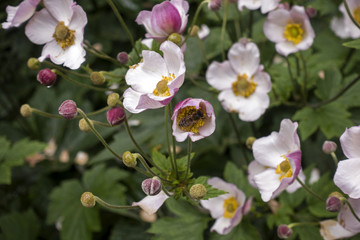 Blossoming pink anemone hupehensis flowers with siting bee