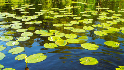 Beautiful summer lake.Leaves water lilies on the water.