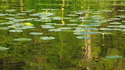 Beautiful summer lake.Leaves water lilies on the water.