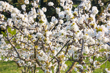 Trees with white flowers in spring