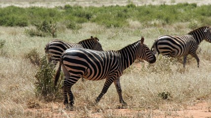 Fototapeta na wymiar zebra in kenya