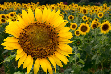 Fototapeta premium Large sunflower in a field