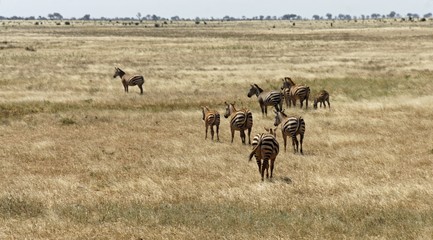 Naklejka na ściany i meble zebra in kenya