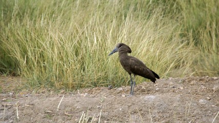 scopus umbretta bird in kenya