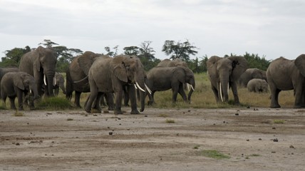 Fototapeta na wymiar elephants of kenya