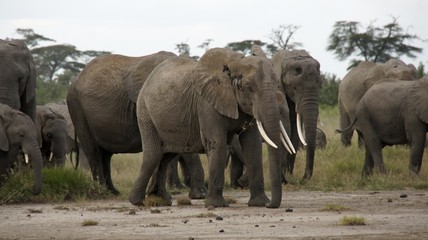 Fototapeta premium elephants of kenya