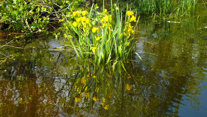 Obraz premium The yellow iris growing on the banks of the river.