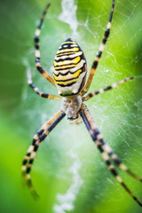 Wespenspinne Argiope bruennichi in ihrem Netz