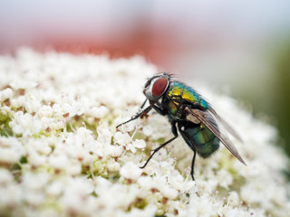 Schmeißfliege auf einem Blütendolden Calliphoridae