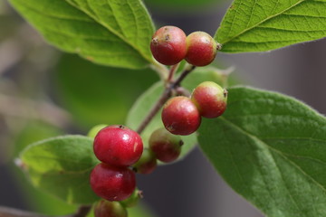 Detailaufnahme von Früchten der roten Heckenkirsche 