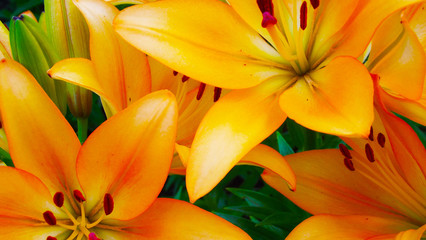 Obraz premium Beautiful orange lilies on the flower bed in the garden.