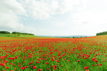 Obraz premium red poppy flowers in a field background