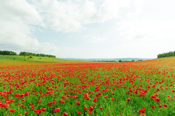 red poppy flowers in a field background